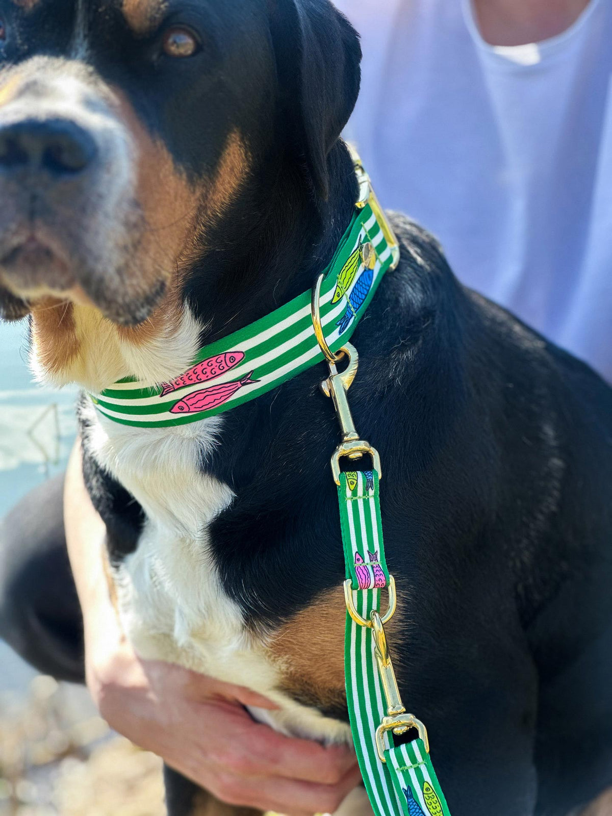 GSS Rosi in Designerhalsband SALTY mit Fischmotiv, Größe XL