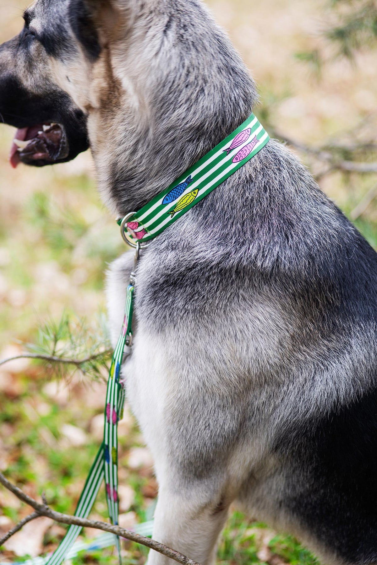 Schäferhund trägt breites XL Halsband Design SALTY