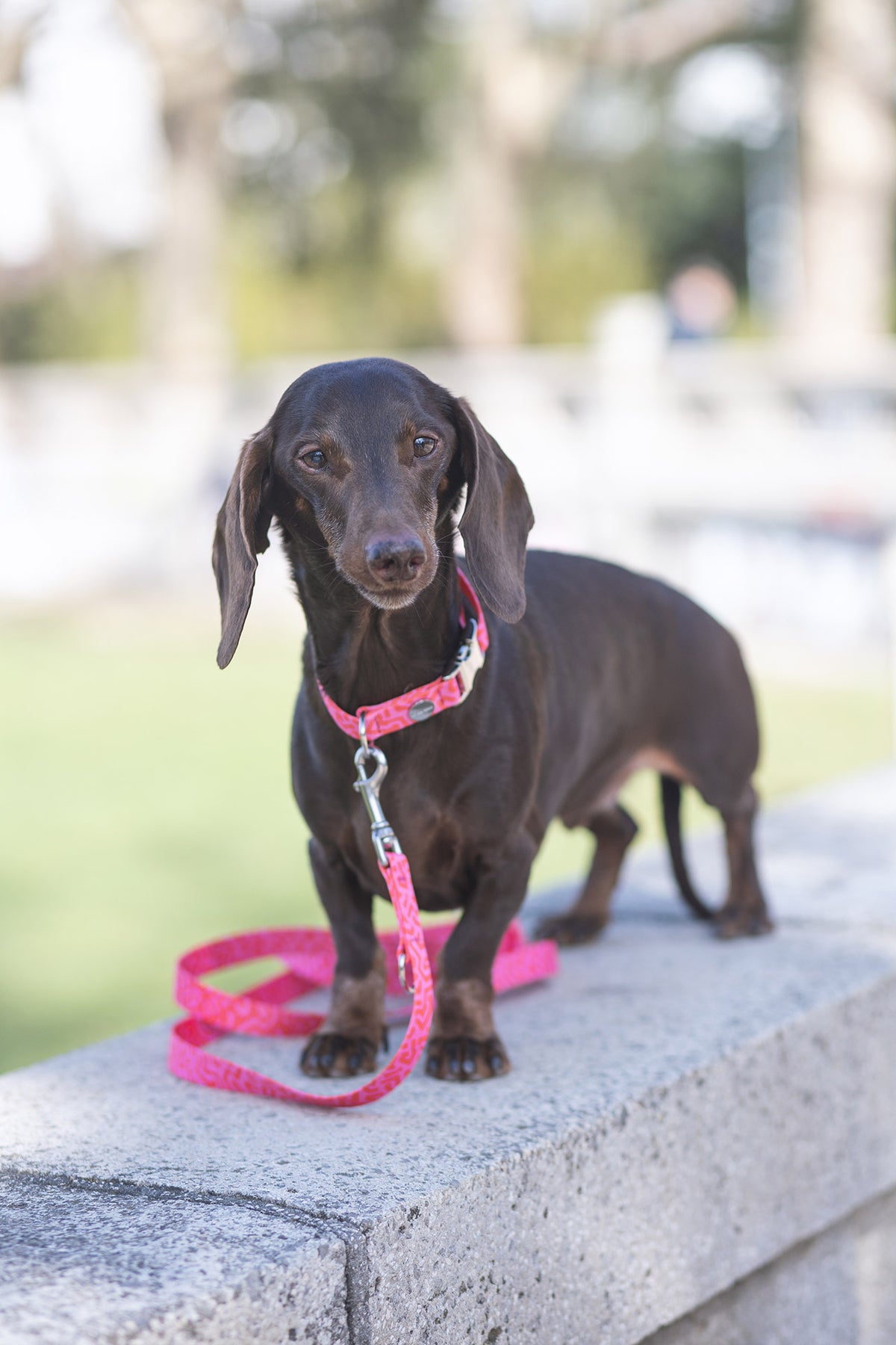 isartau Hundehalsband und Hundeleine „Sweety“ am Hund