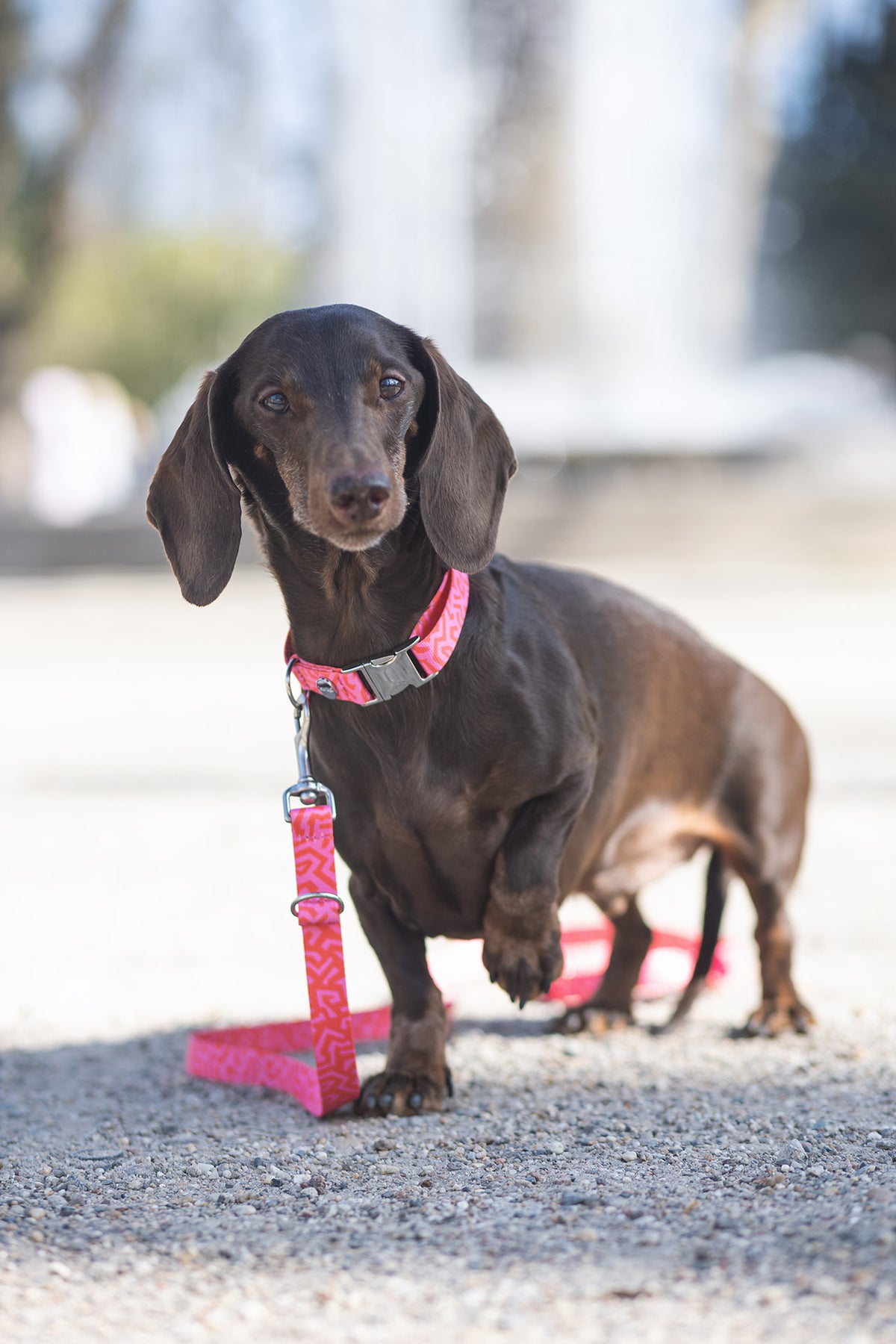 isartau Hundehalsband und Hundeleine „Sweety“ am Hund
