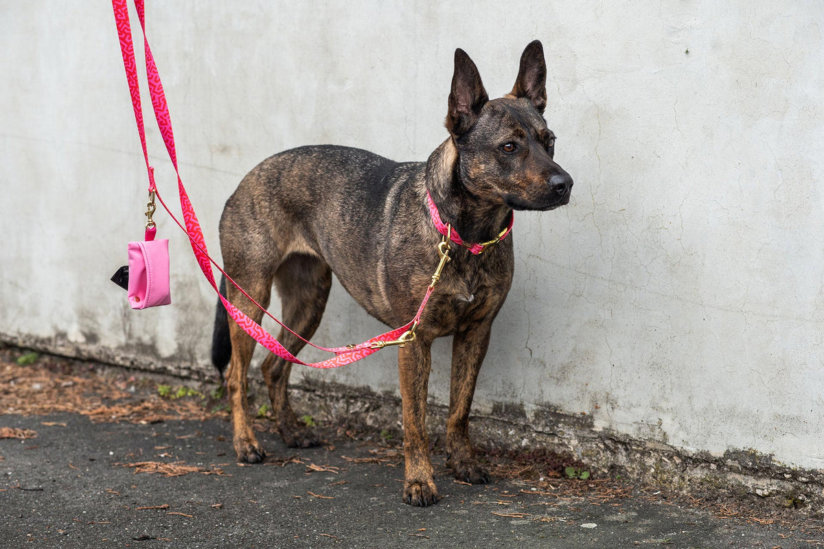 isartau Hundehalsband und Hundeleine „Sweety“ am Hund