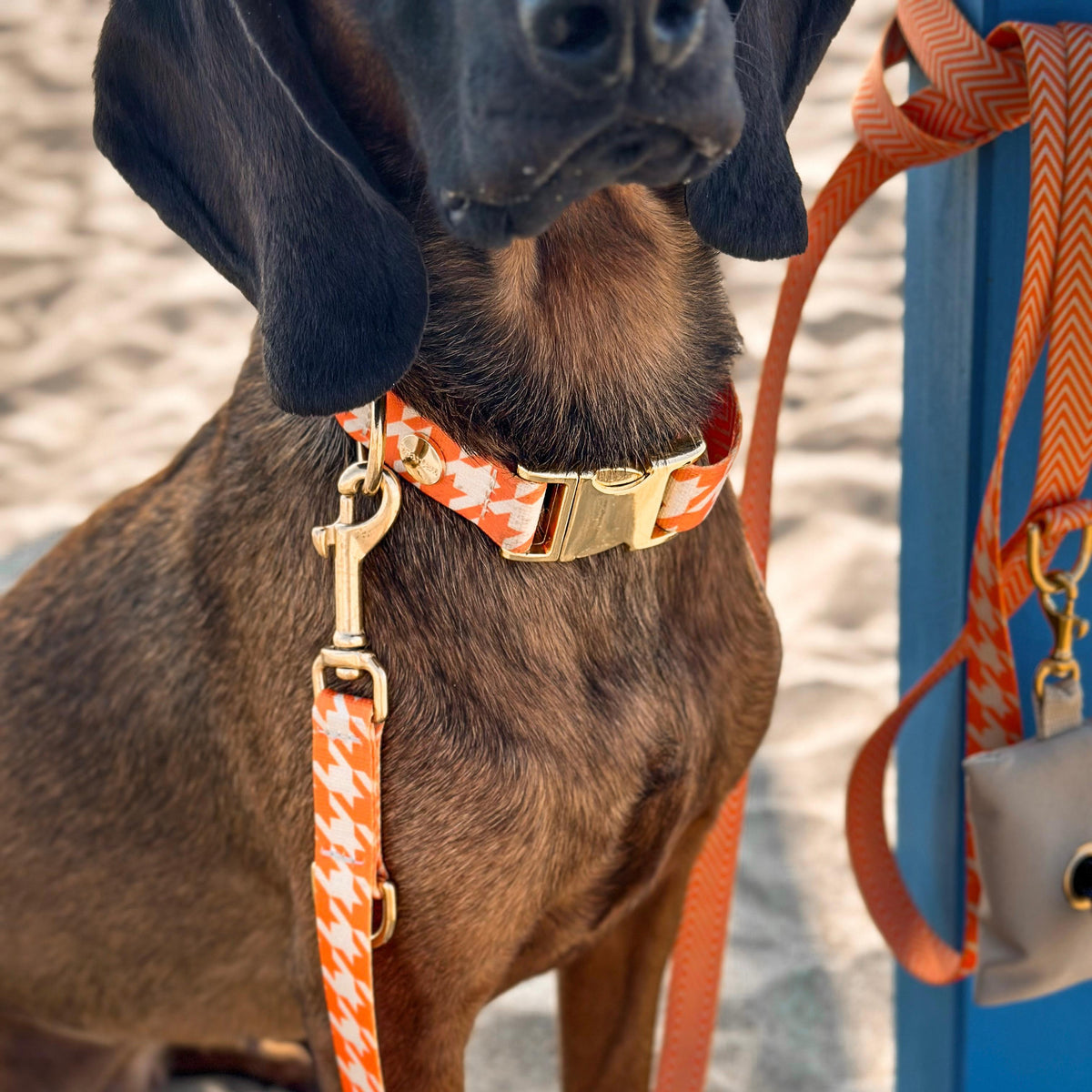 isartau Hundehalsband und Hundeleine „Wandler“ am Hund