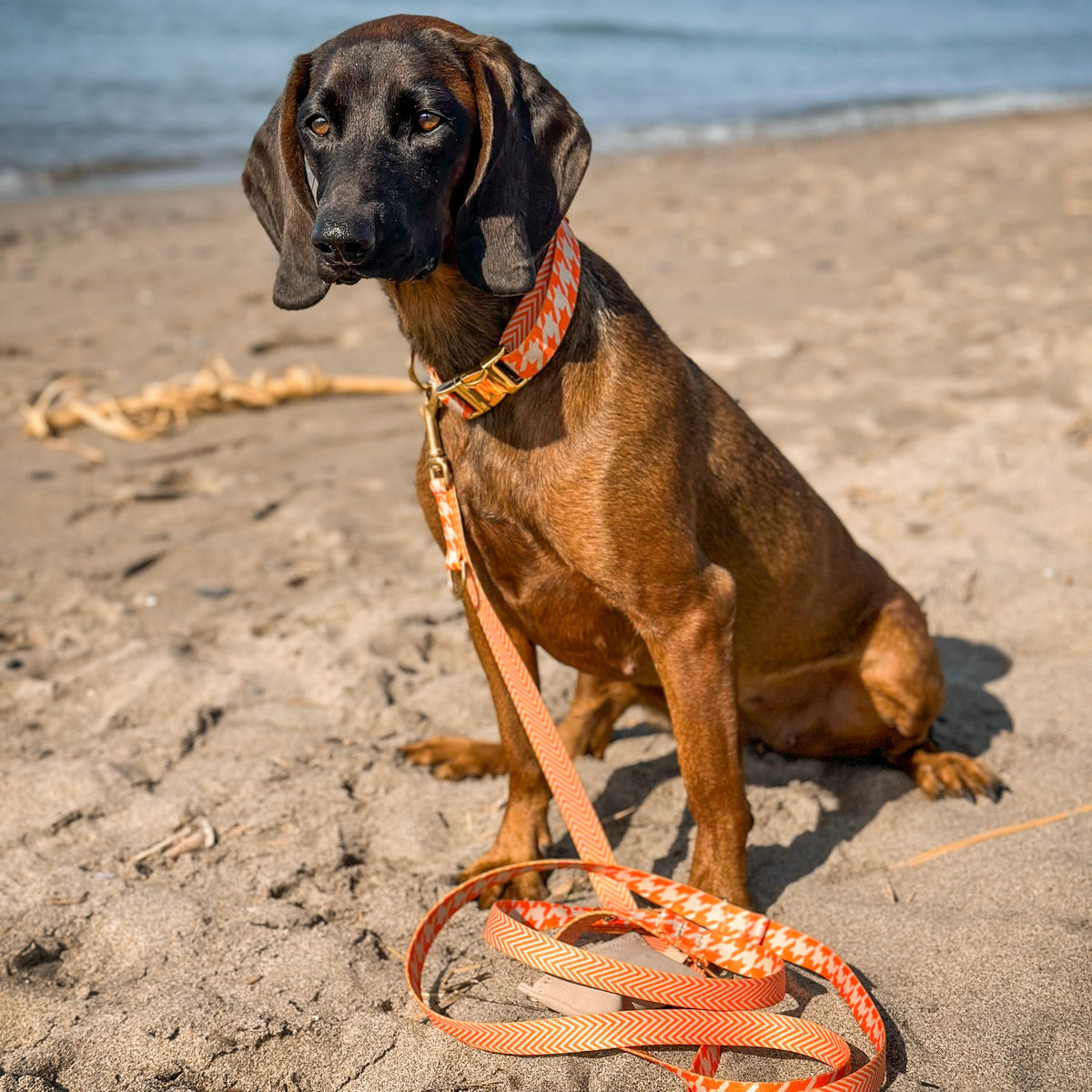 isartau Hundehalsband und Hundeleine „Wandler“ am Hund