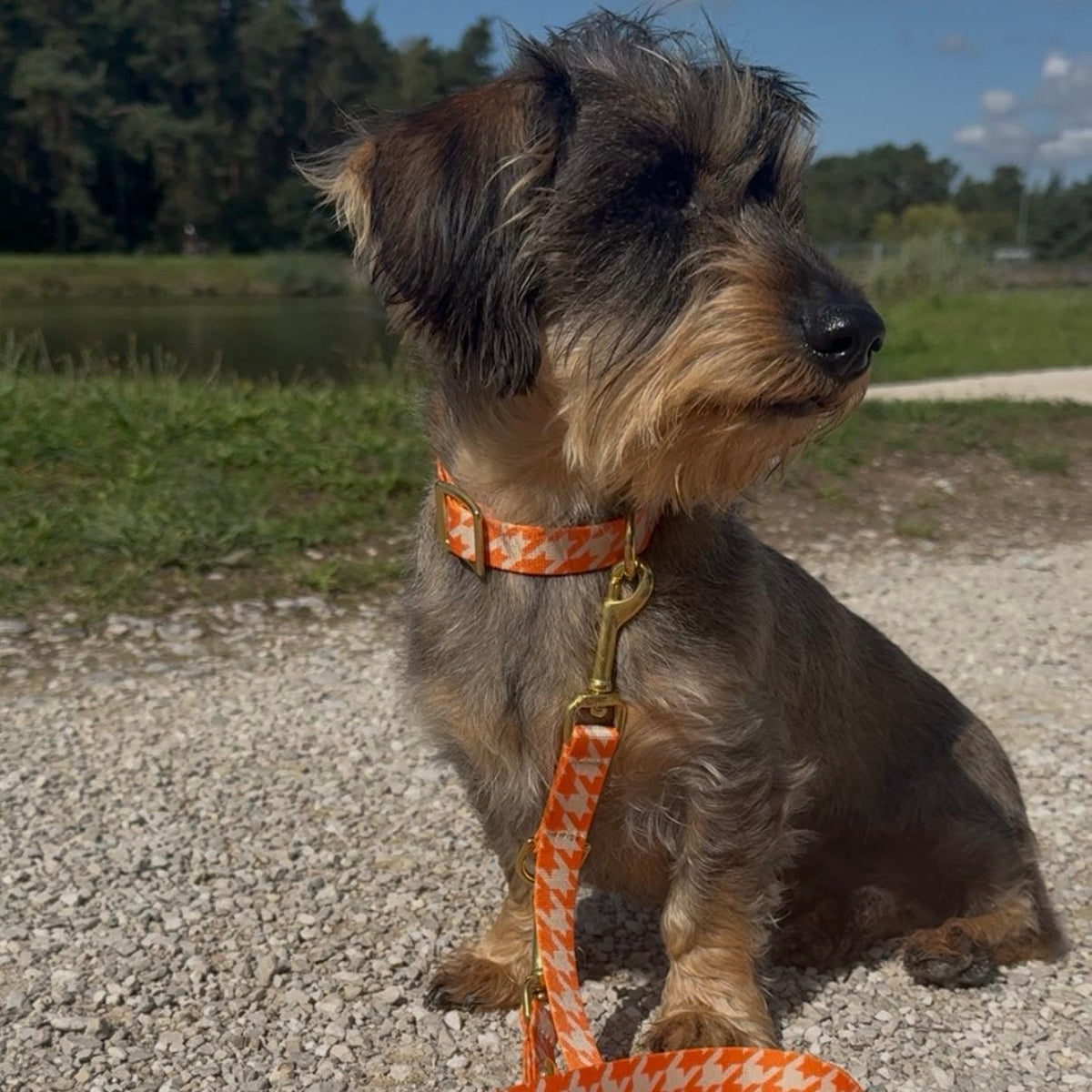 isartau Hundehalsband und Hundeleine „Wandler“ am Dackel