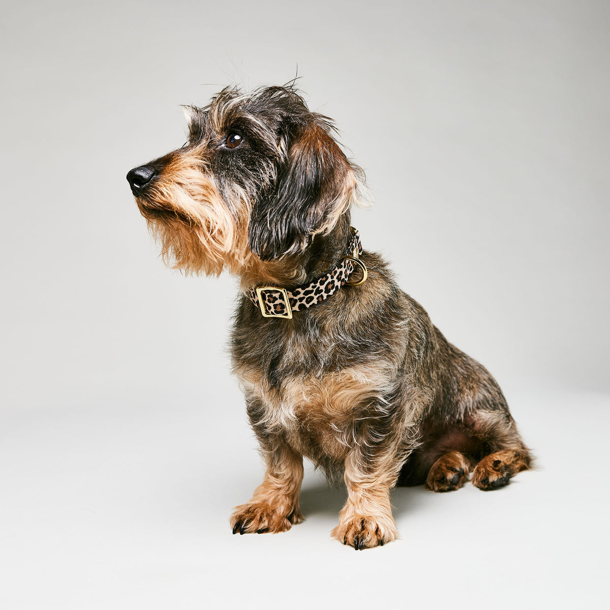 isartau Hundehalsband „Leo“ am Dackel