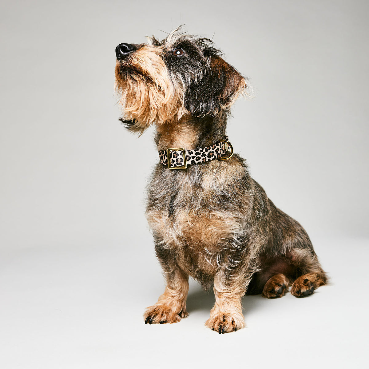 isartau Hundehalsband „Leo“ am Dackel
