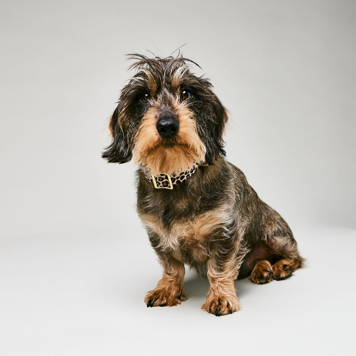 isartau Hundehalsband „Leo“ am Dackel