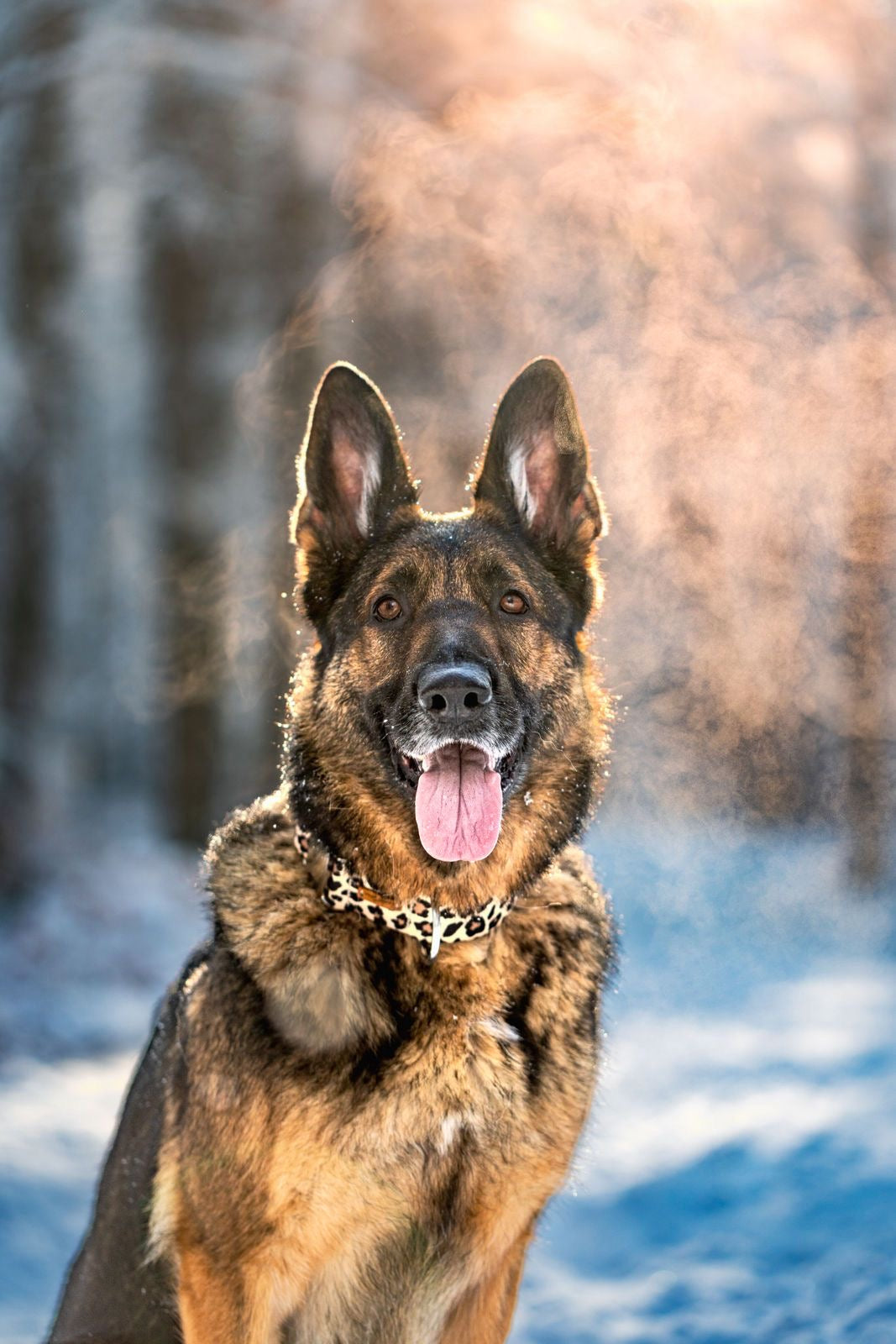 isartau Hundehalsband „Leo“ am Schäferhund