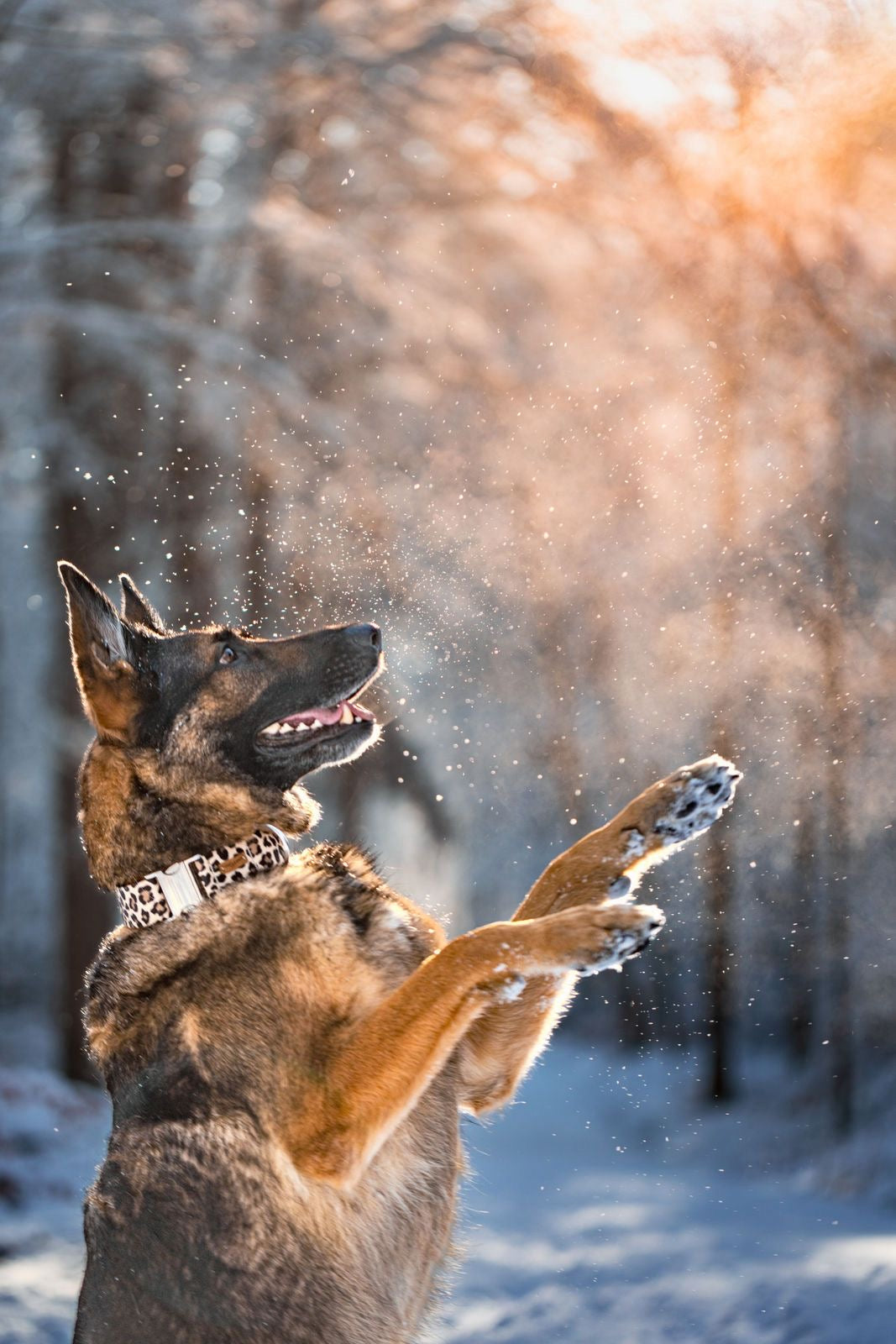 isartau Hundehalsband „Leo“ am Schäferhund