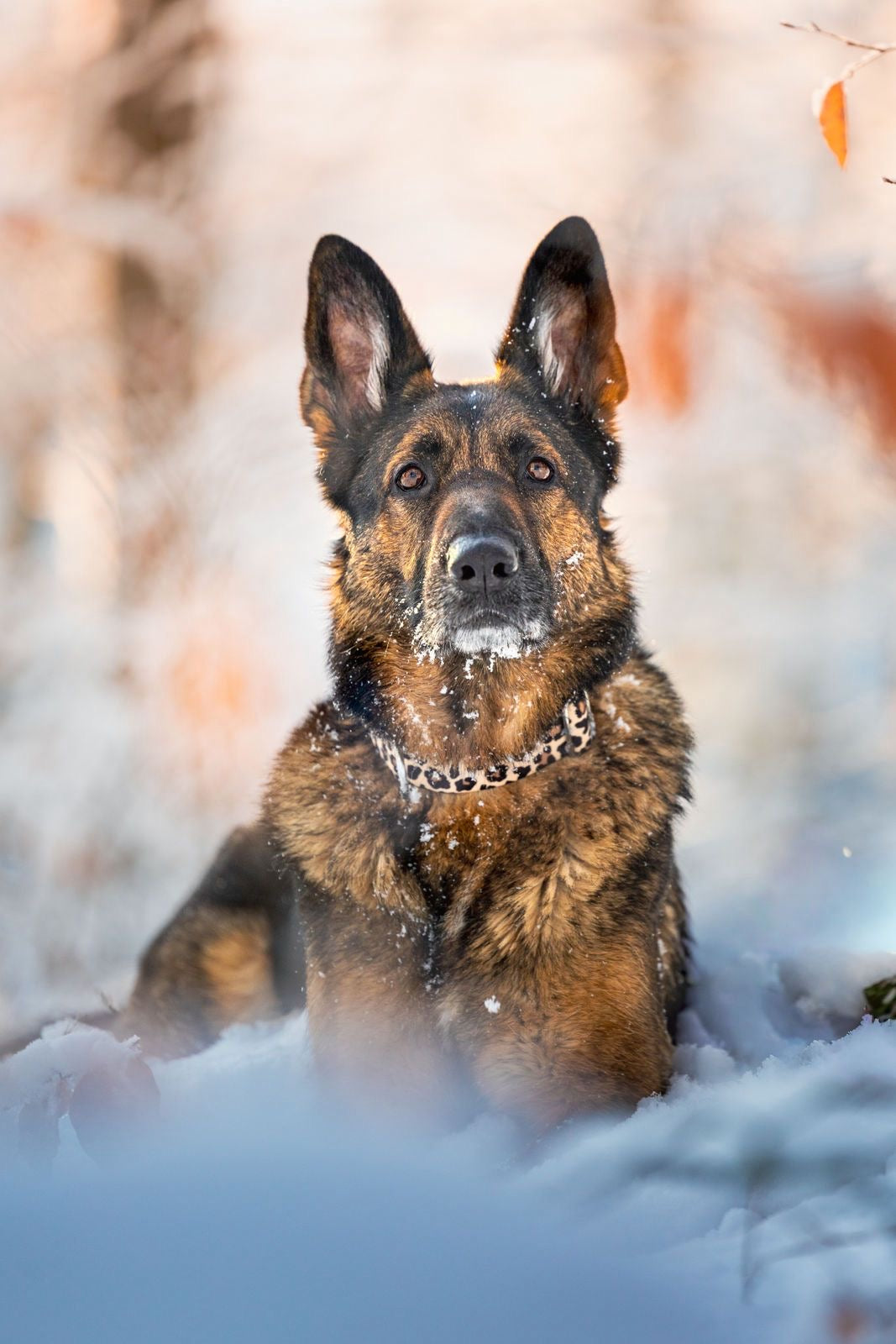 isartau Hundehalsband „Leo“ am Schäferhund