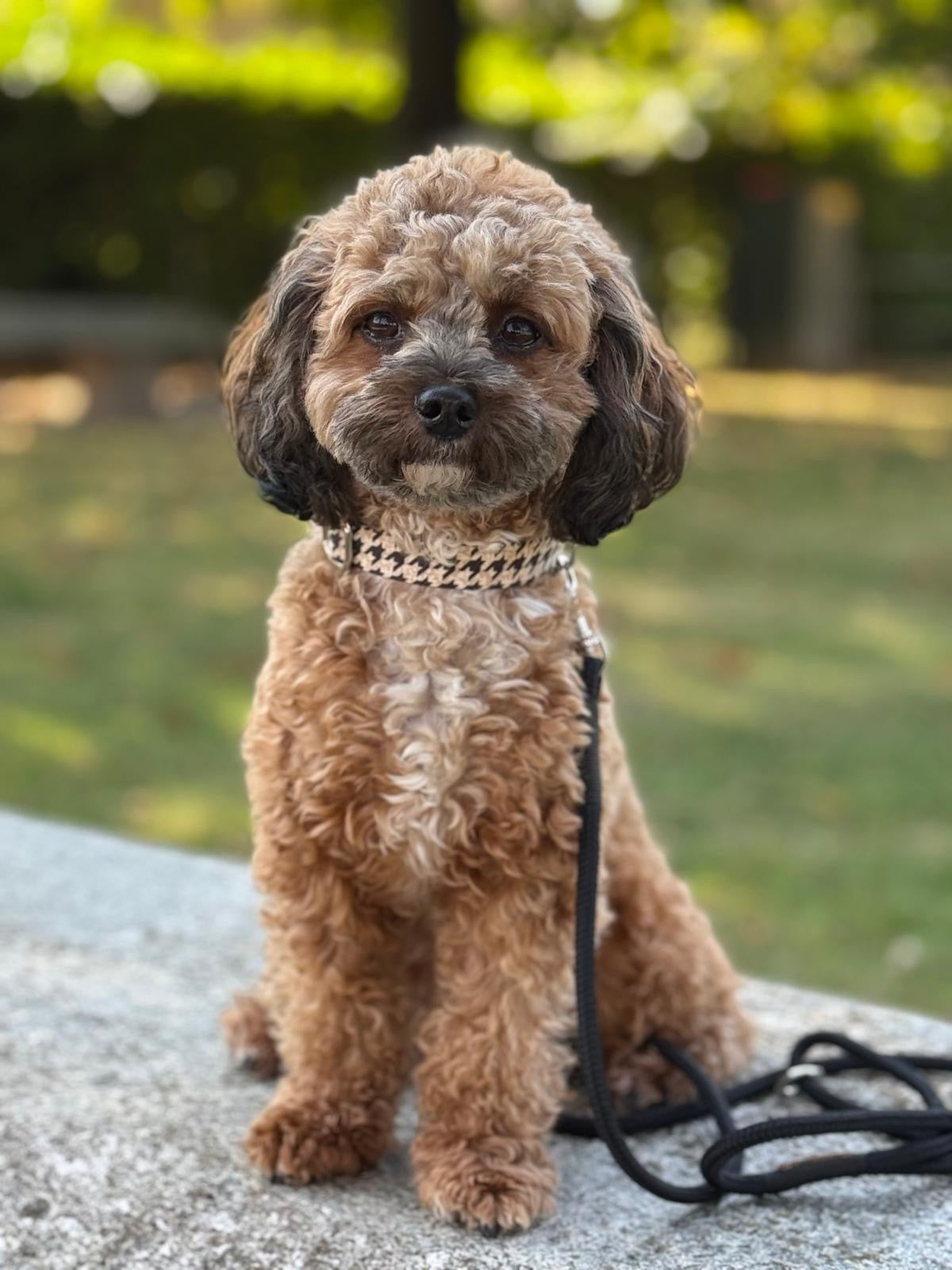 isartau Hundehalsband „Stadtgeflüster“ am Havapoo