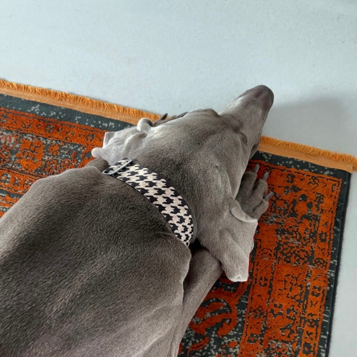 isartau Hundehalsband „Stadtgeflüster“ am Weimaraner