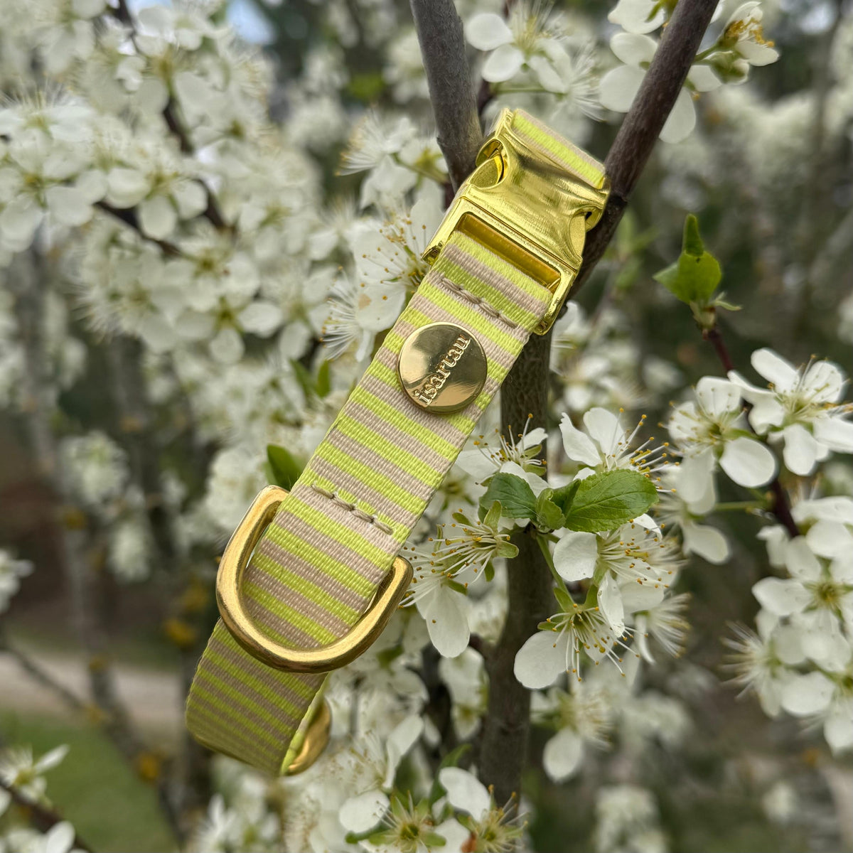 Halsband_Design_SUNNY_im_Kirschbaum_DEKO