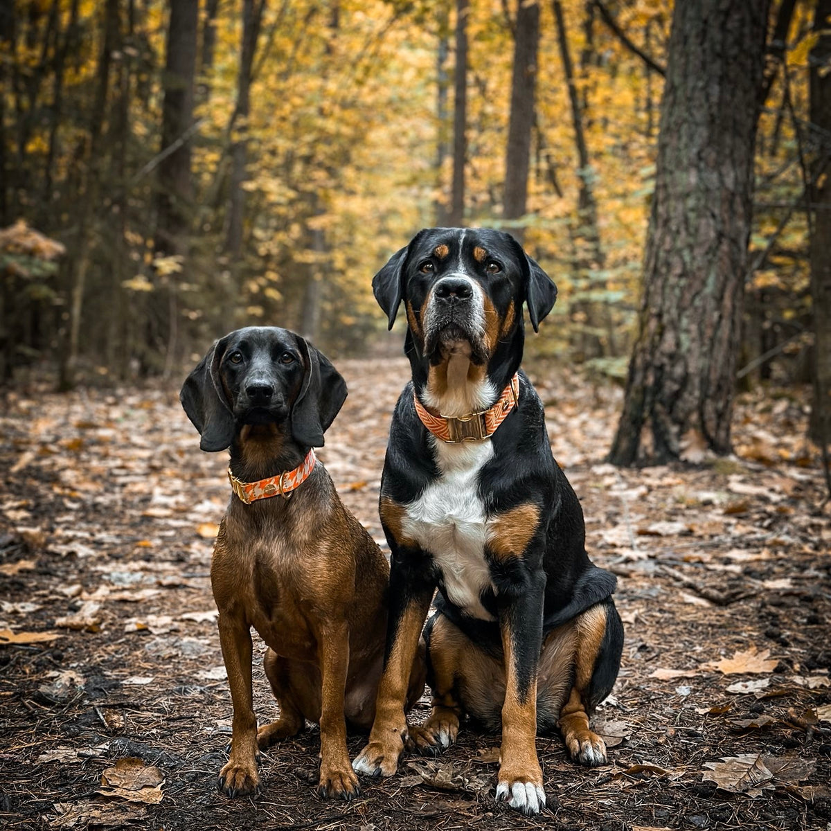 isartau Hundehalsband „Wandler“ am Hund