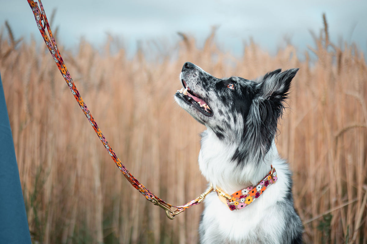 Aussie im Set Blumenmeer, Hundehalsband und Hundeleine