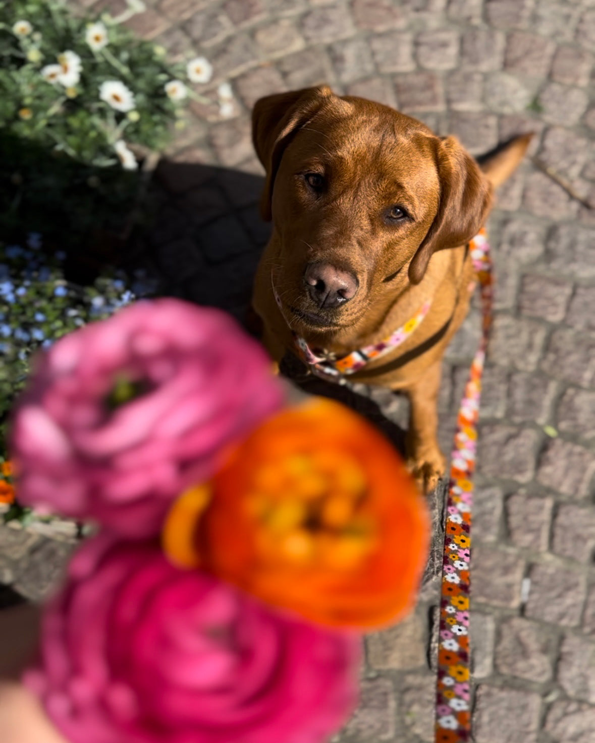 Labrador Nala blickt durch die Blumen in die Kamera, Design Blumenmeer, Halsband und Hundeleine