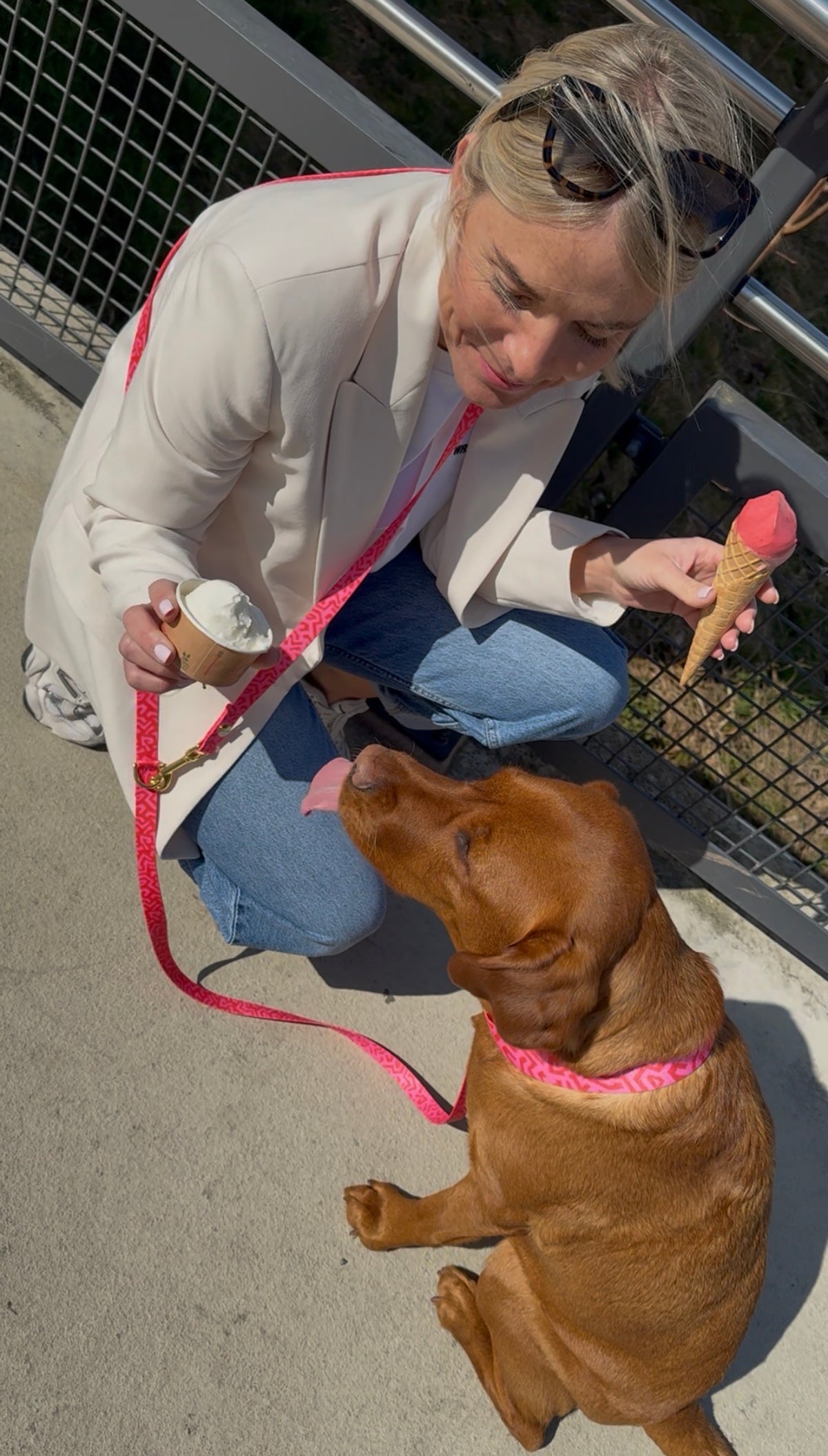 isartau Hundeleine und Hundehalsband „Sweety“ am Labrador