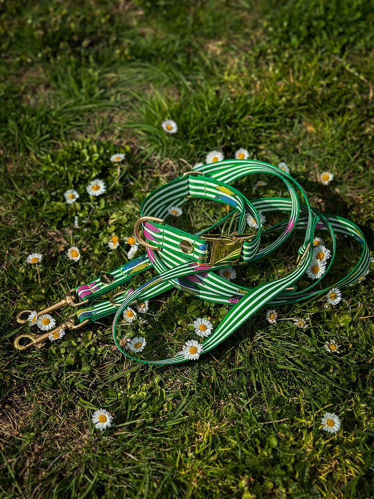 Halsband und Leinenset liegt dekorativ auf grüner Wiese, Design SALTY mit Fischmotiv