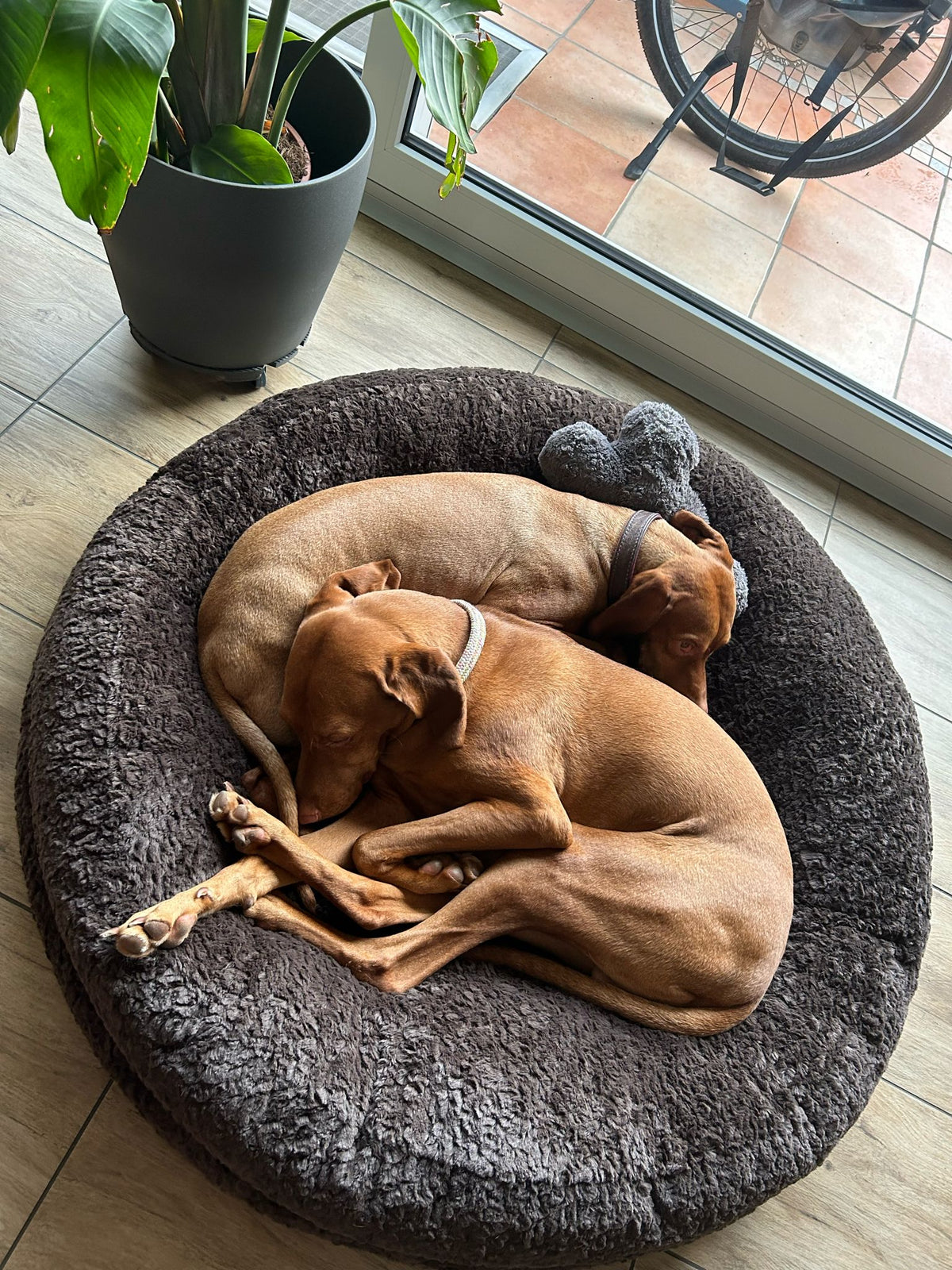 isartau Vizsla Lilly und Jaro im Bagelbettchen Kunstfell Kaffee, Größe L
