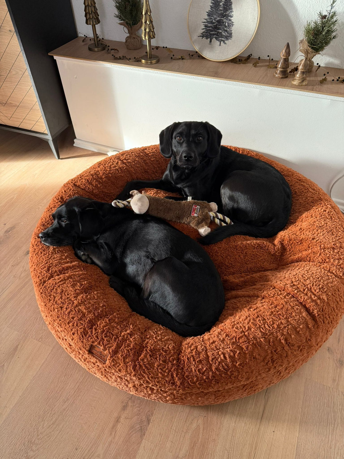 2 Labradore in runden Hundebett Bagelbettchen
