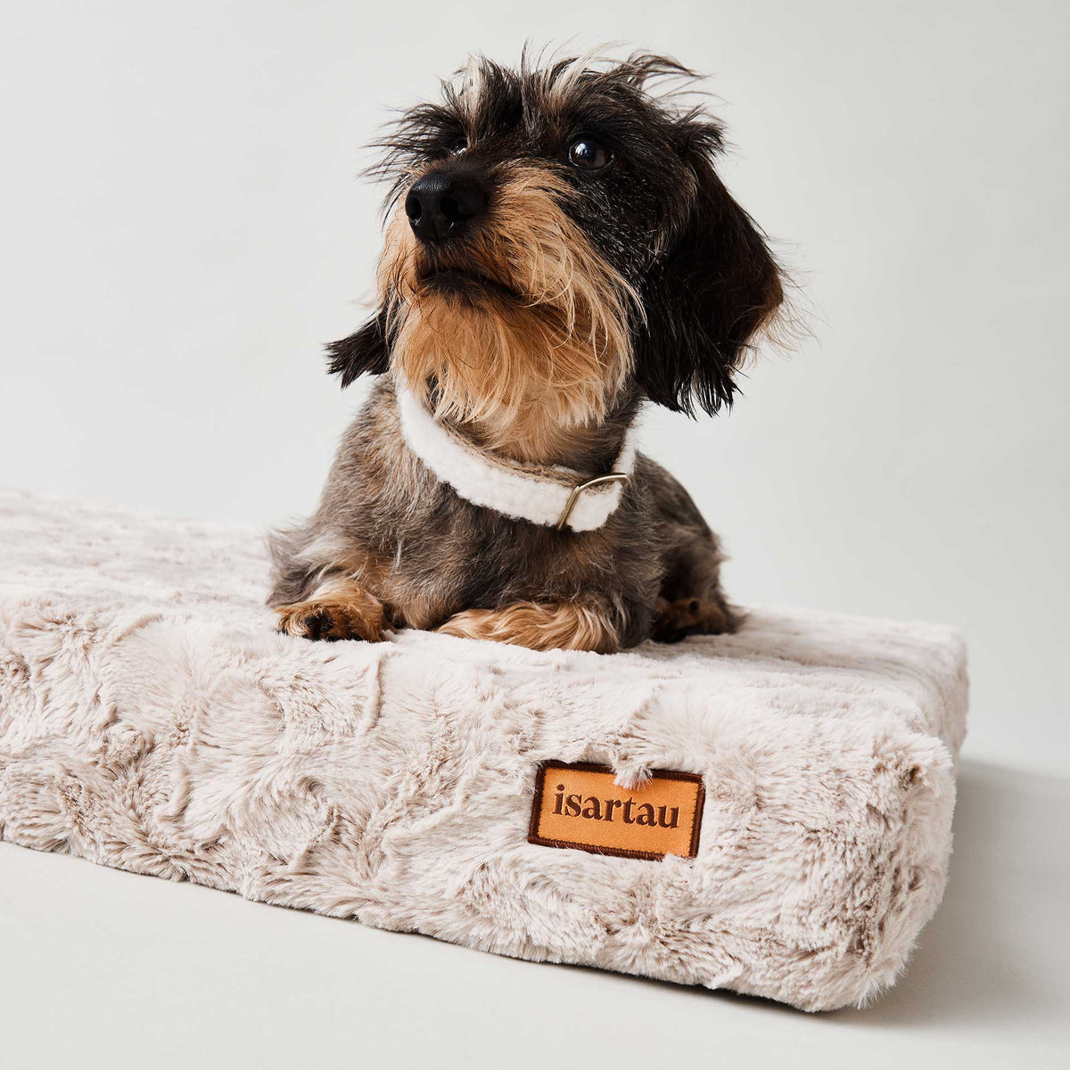 isartau Dackel Enzo auf der orthopädischen Hundematte Ortho eckig, Kunstfell Beige