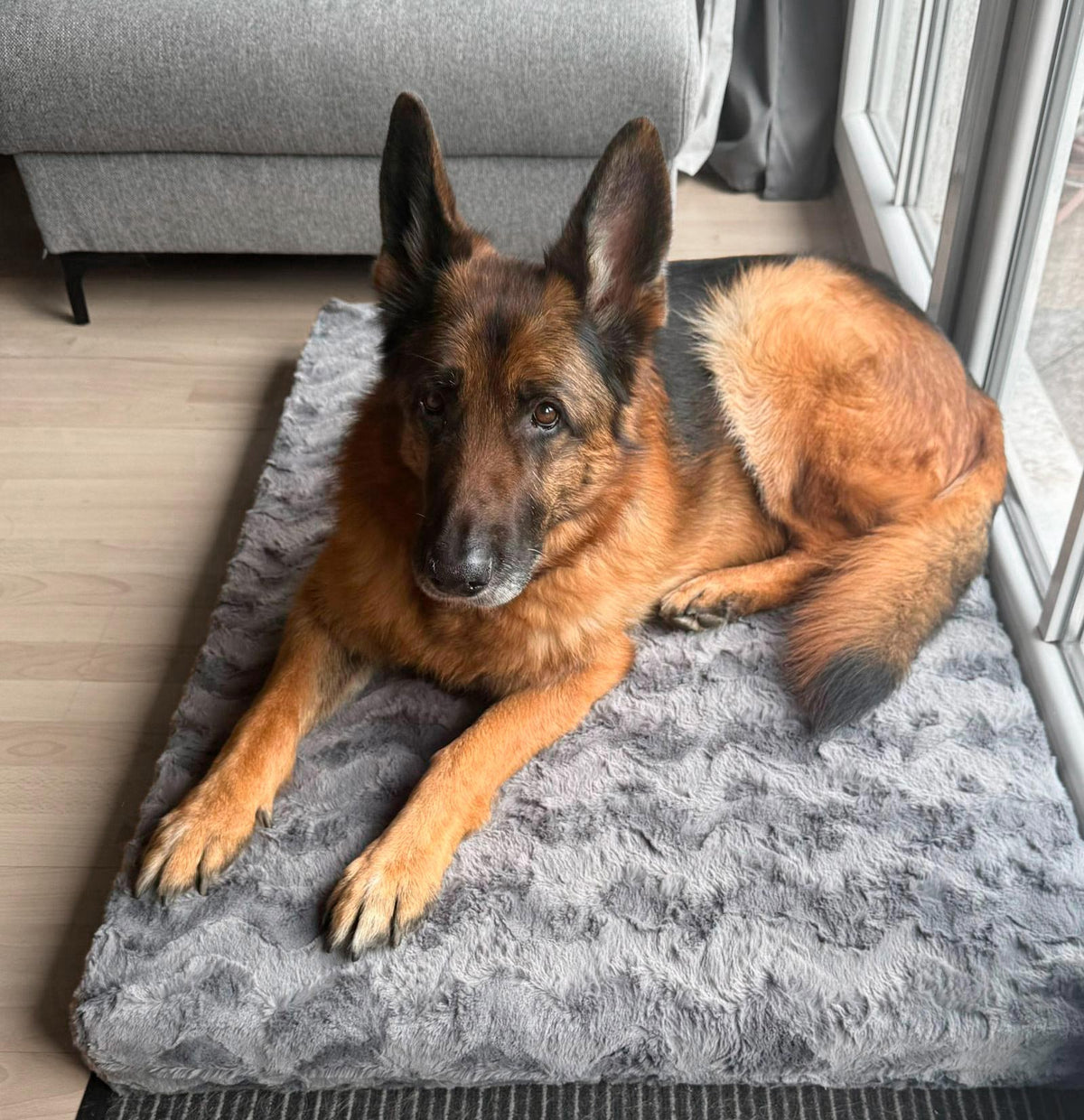 isartau Hund auf der orthopädischen Hundematte Ortho eckig, Kunstfell Grau