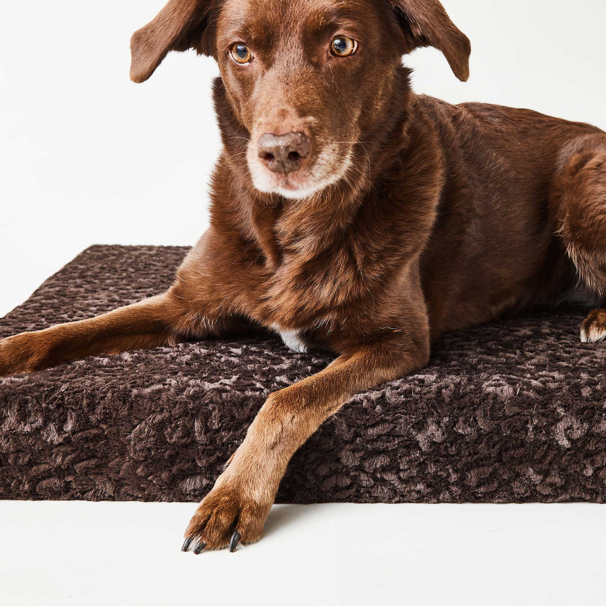 isartau Aussiedor auf der orthopädischen Hundematte Ortho eckig, Kunstfell Kaffee