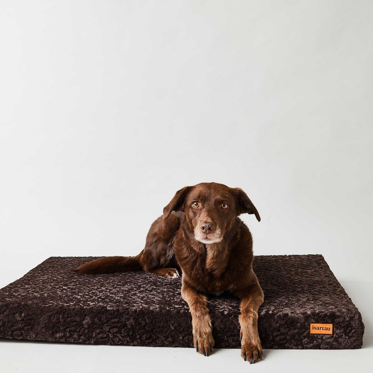 isartau Aussiedor liegt auf der orthopädischen Hundematte Ortho eckig, Kunstfell Kaffee