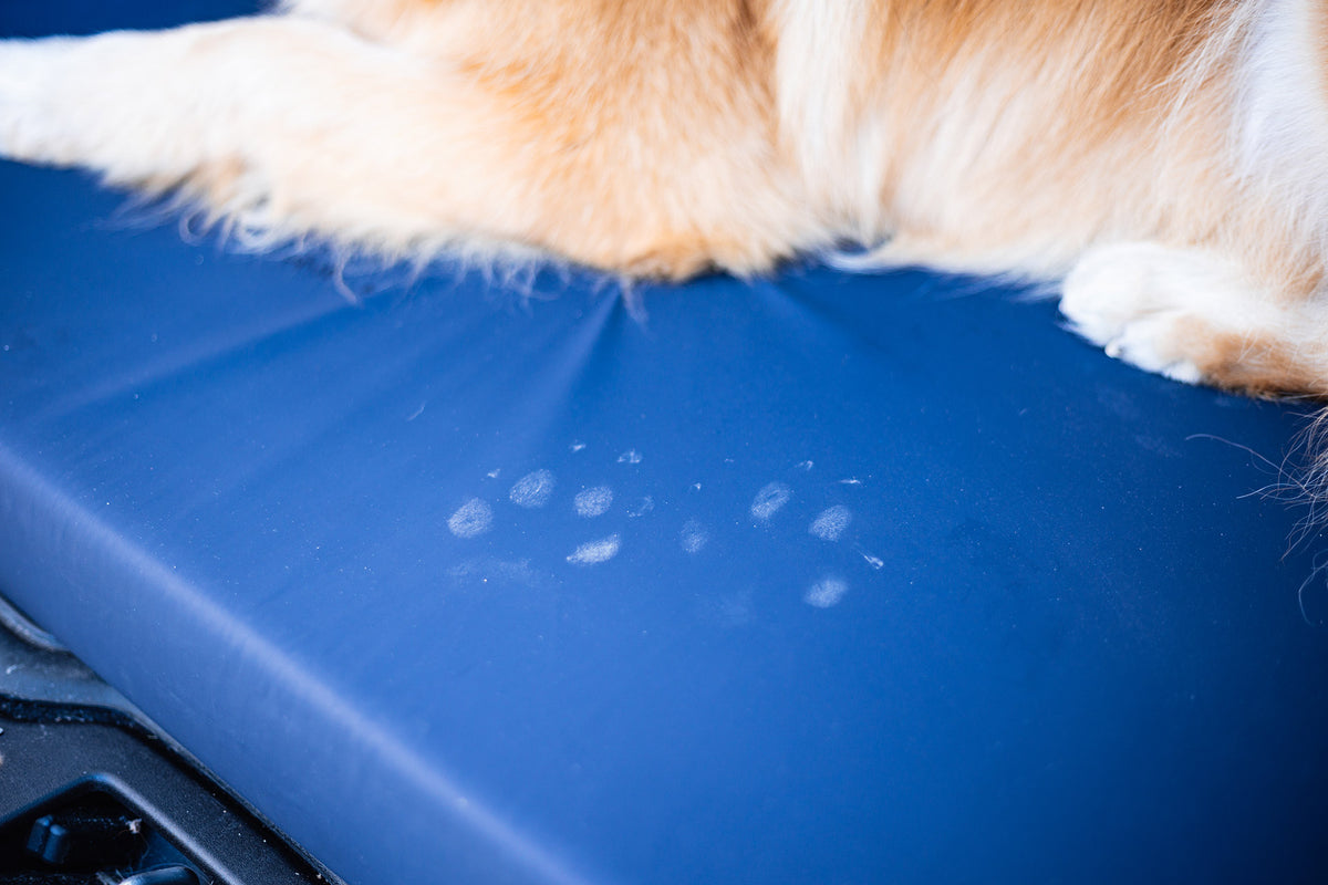 isartau Detail der orthopädischen Hundematte Ortho eckig, Hygienebezug SAFE Blau