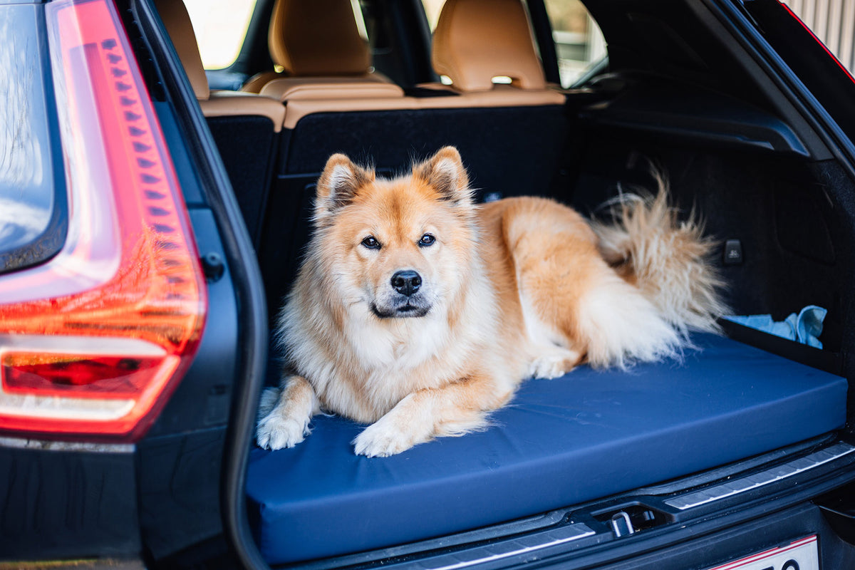 isartau Hund auf der orthopädischen Hundematte Ortho eckig, Hygienebezug SAFE Blau