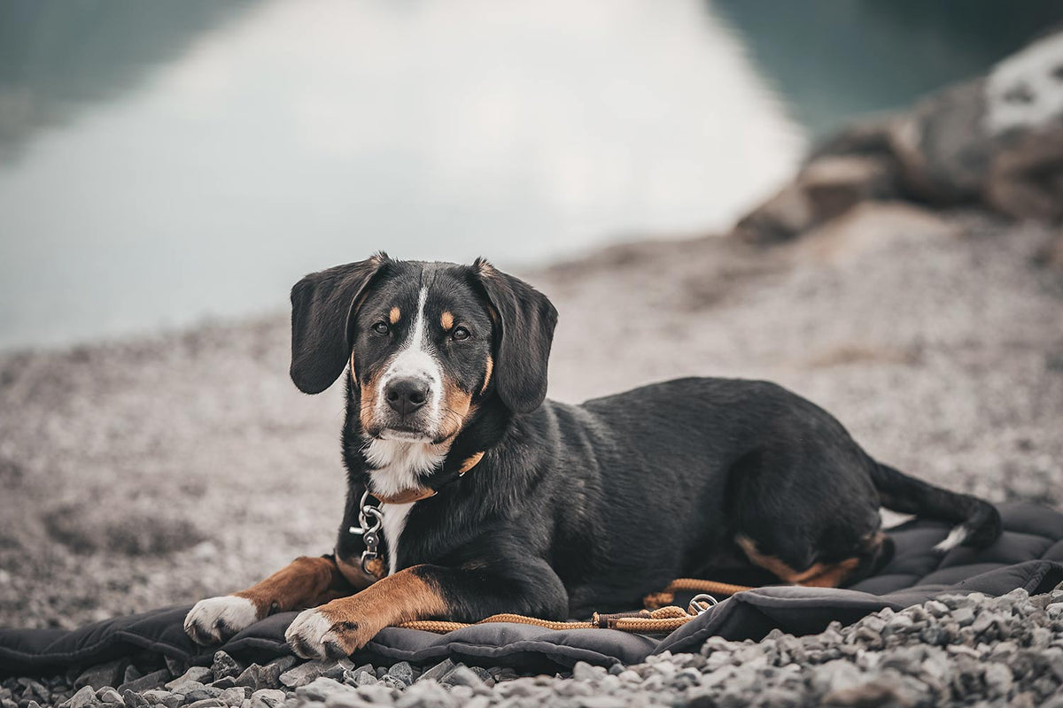 Reisedecke Pocket beim Strandeinsatz, Entlebucher Sennenhund am Strand