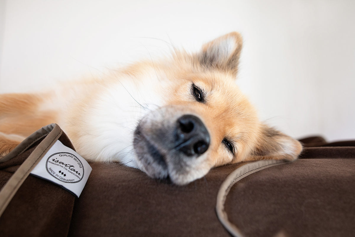 Schmusedecke Braun, Eurasier schläft gemütlich darauf