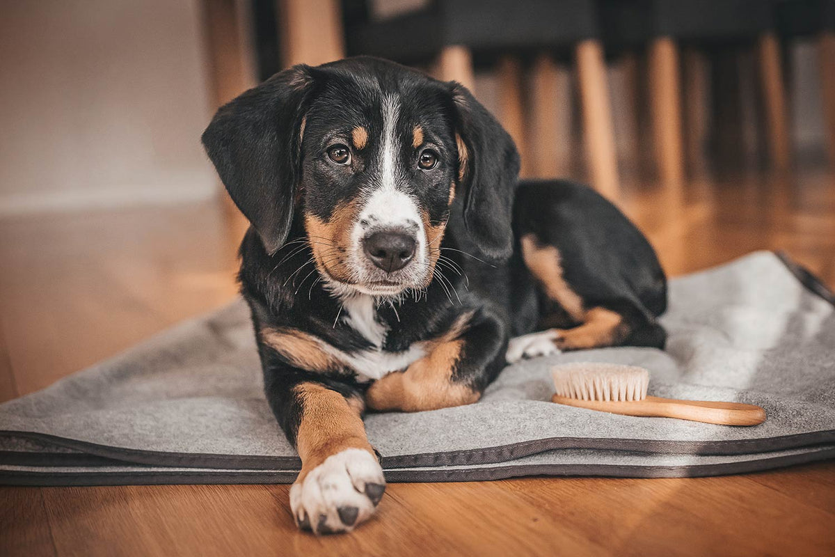 Entlebucher Sennenhundewelpe auf Schmusedecke Grau