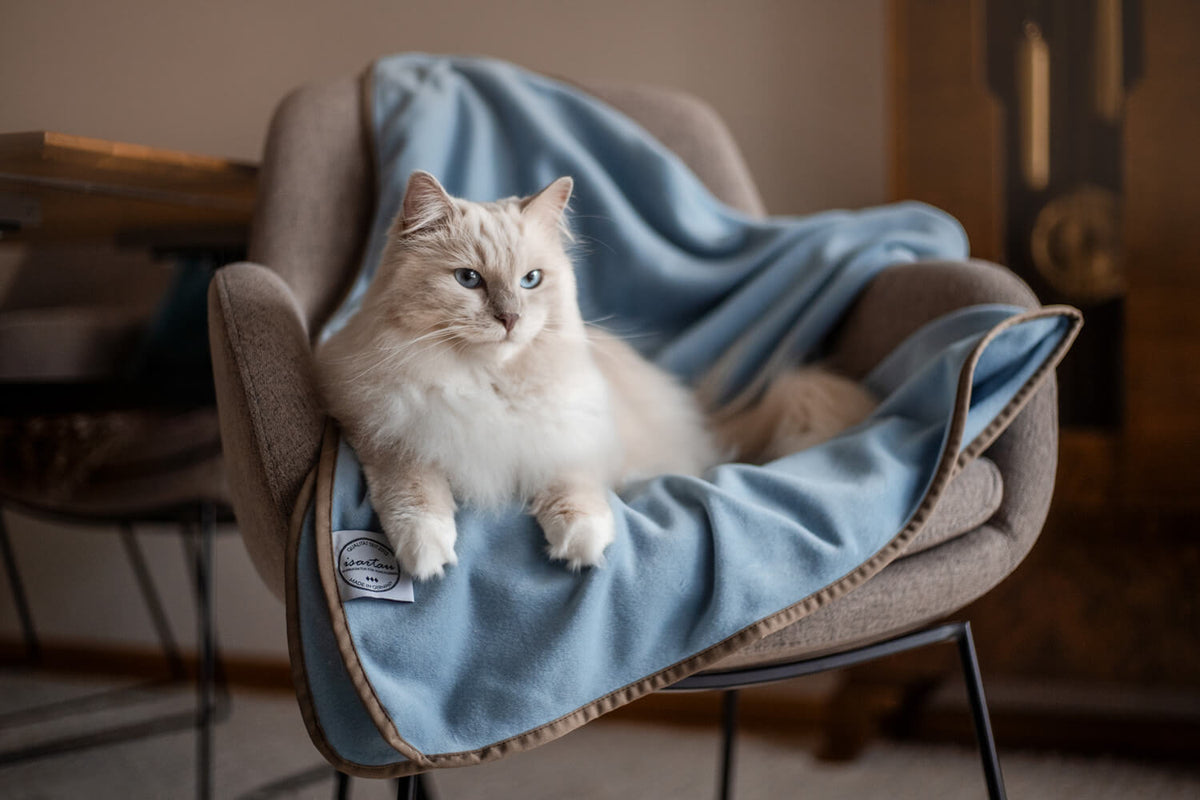 Hellblaue Schmusedecke mit Katze