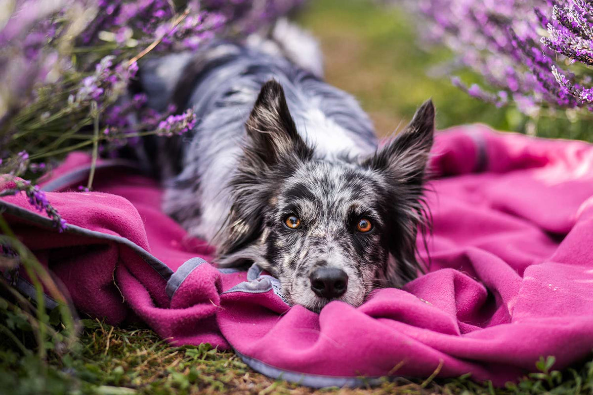 magenta farbene Schmusedecke mit Aussie darauf