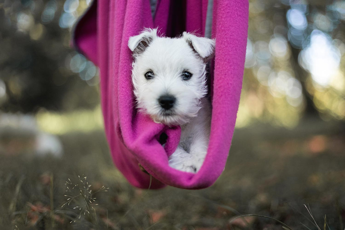 magenta farbene Schmusedecke mit Westie Welpe