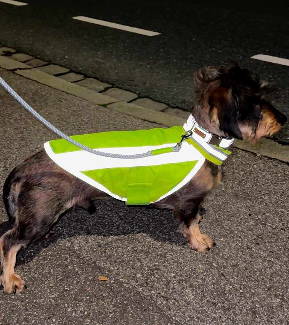 Dackel trägt neongelbe Hundewarnweste am Straßenrand, Reflexion durch Straßenlaterne