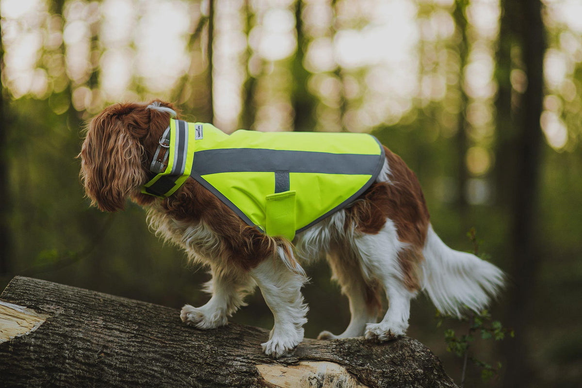 Cavalier King Charles trägt neongelbe Hundewarnweste