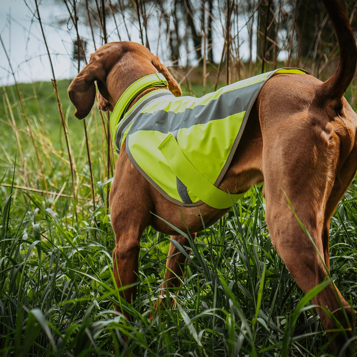 Neongelbe Hundewarnweste an Hund im Arbeitseinsatz
