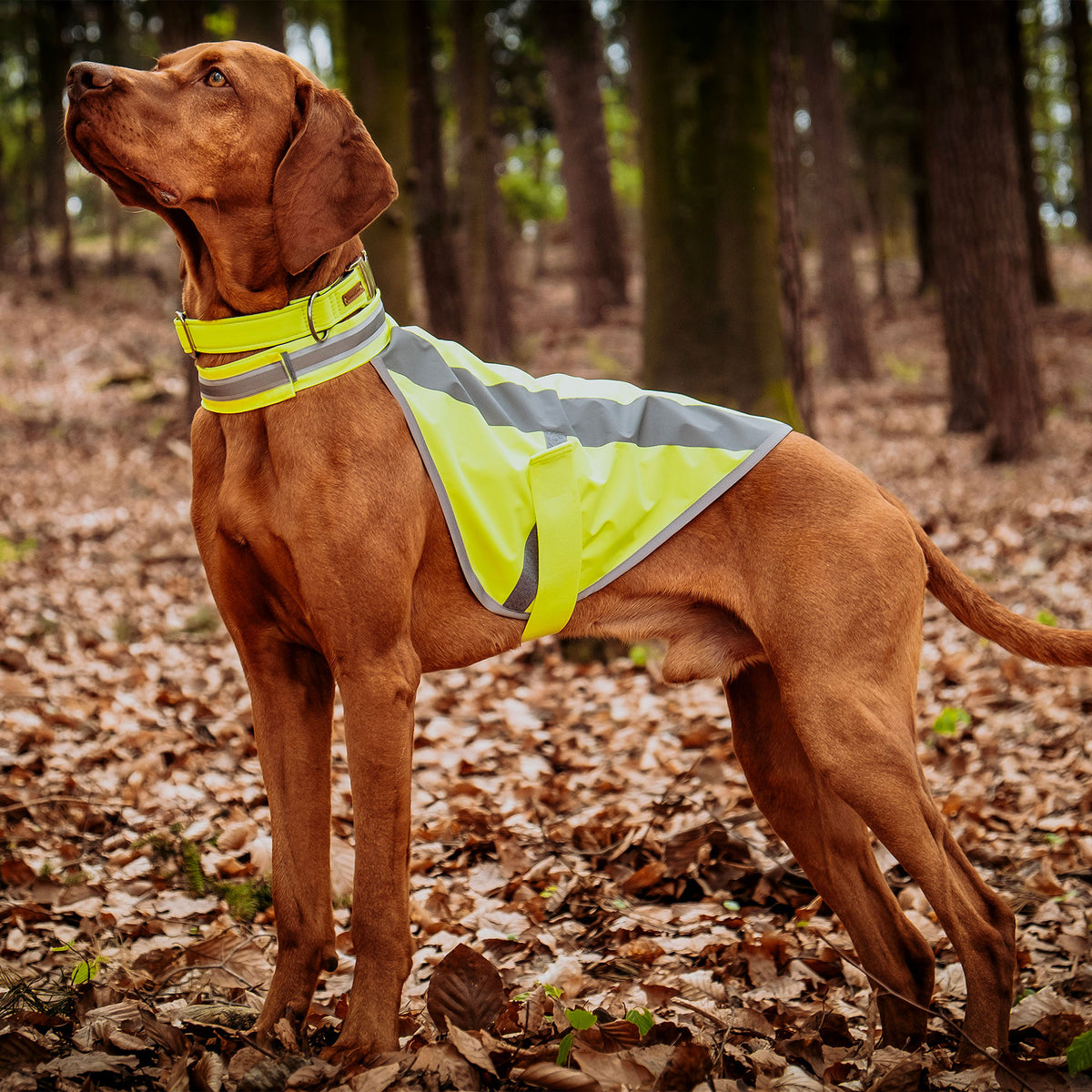 Neongelbes Halsband und passende neongelbe Hundewarnweste an Jagdhund im Einsatz