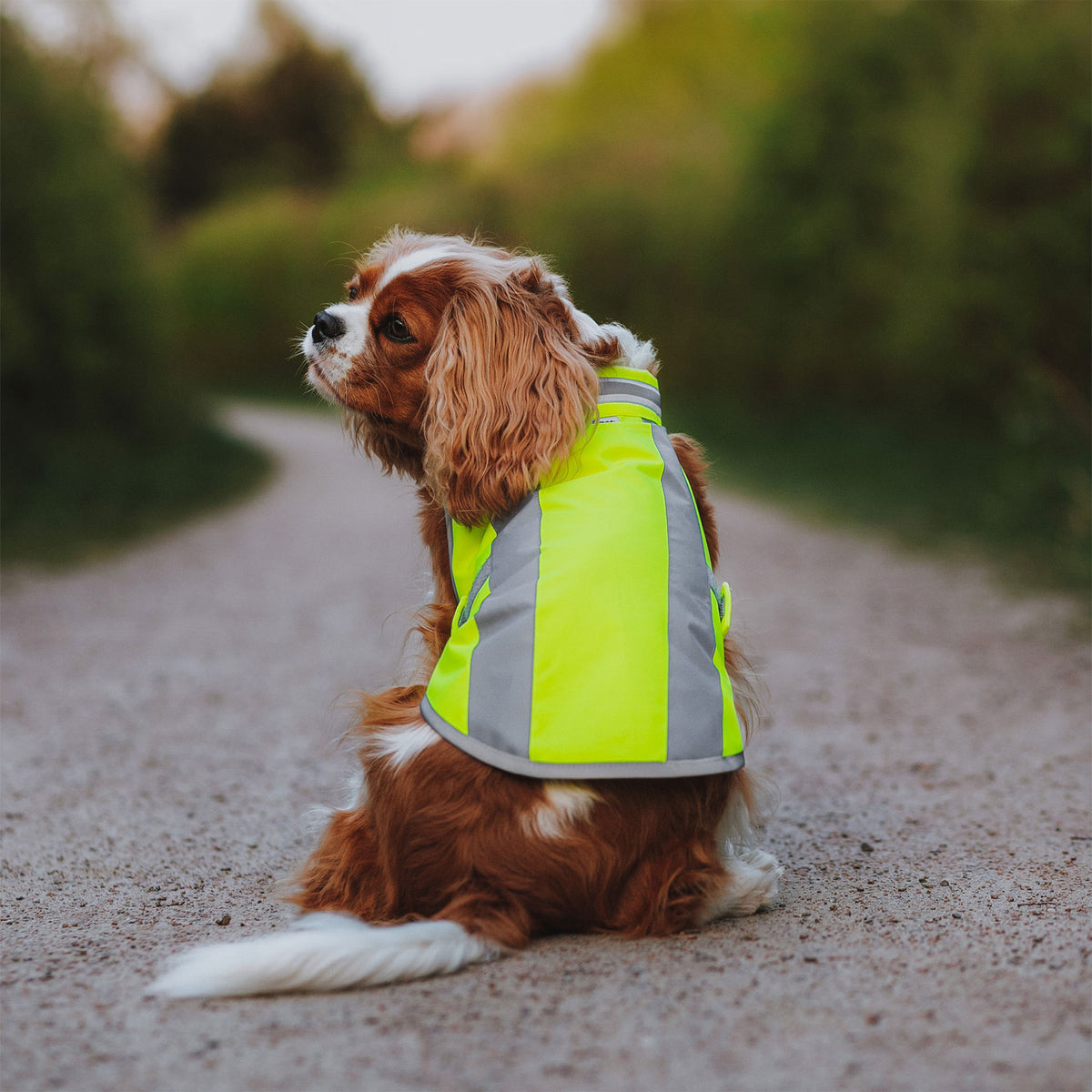 Neongelbe Warnweste an Cavalier King Charles