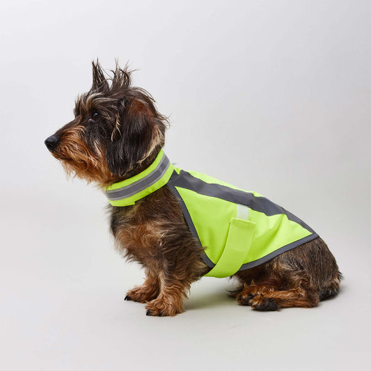 Neongelbe Hundewarnweste an Dackel