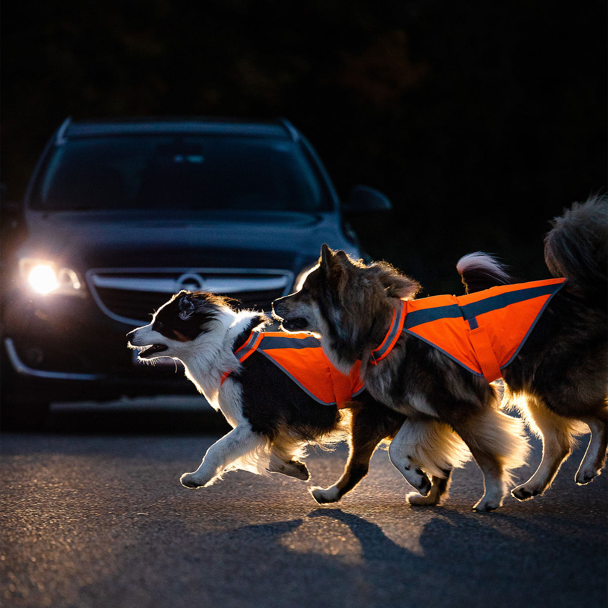 Zwei Hunde in neonorangen isartau Warnwesten überqueren im Dunkeln eine Straße vor einem Auto mit eingeschaltetem Licht