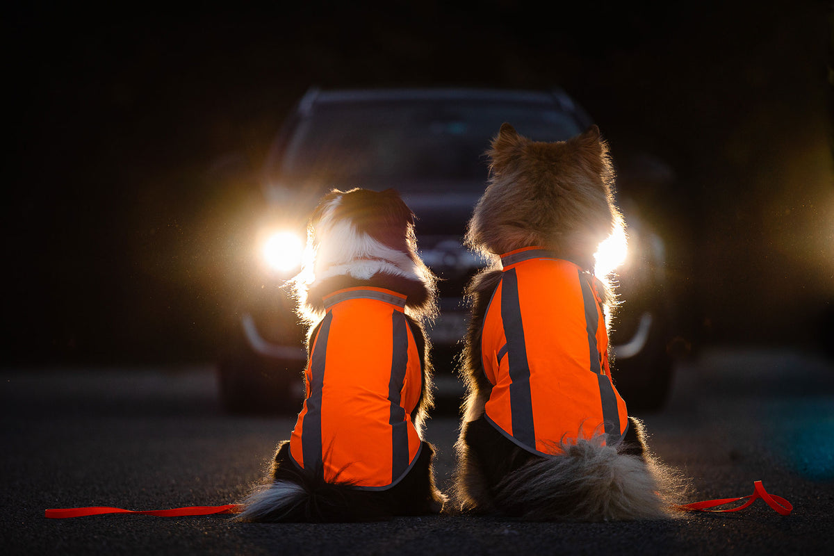 Zwei Hunde in neonorangen isartau Warnwesten sitzen im Scheinwerferlicht, die Reflektorstreifen leuchten auf