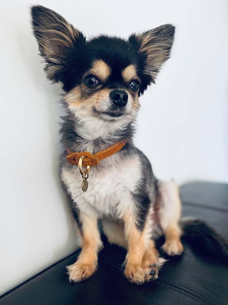 isartau Markenband aus Leder, getragen von einem Chihuahua