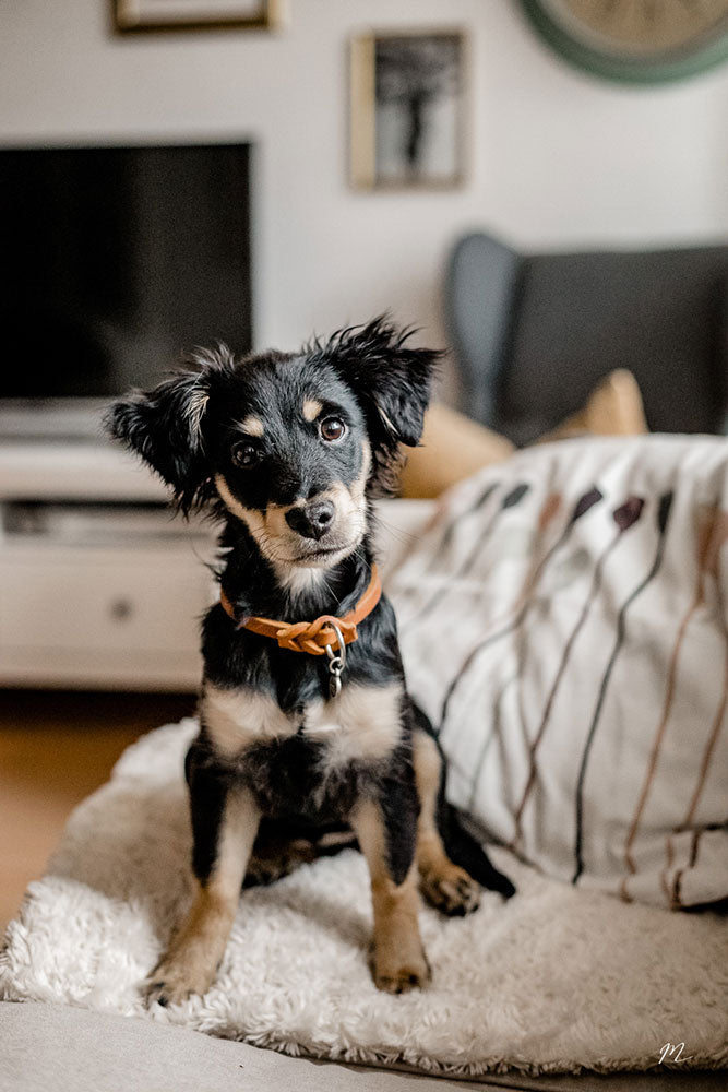 isartau Markenband aus Leder am Hund
