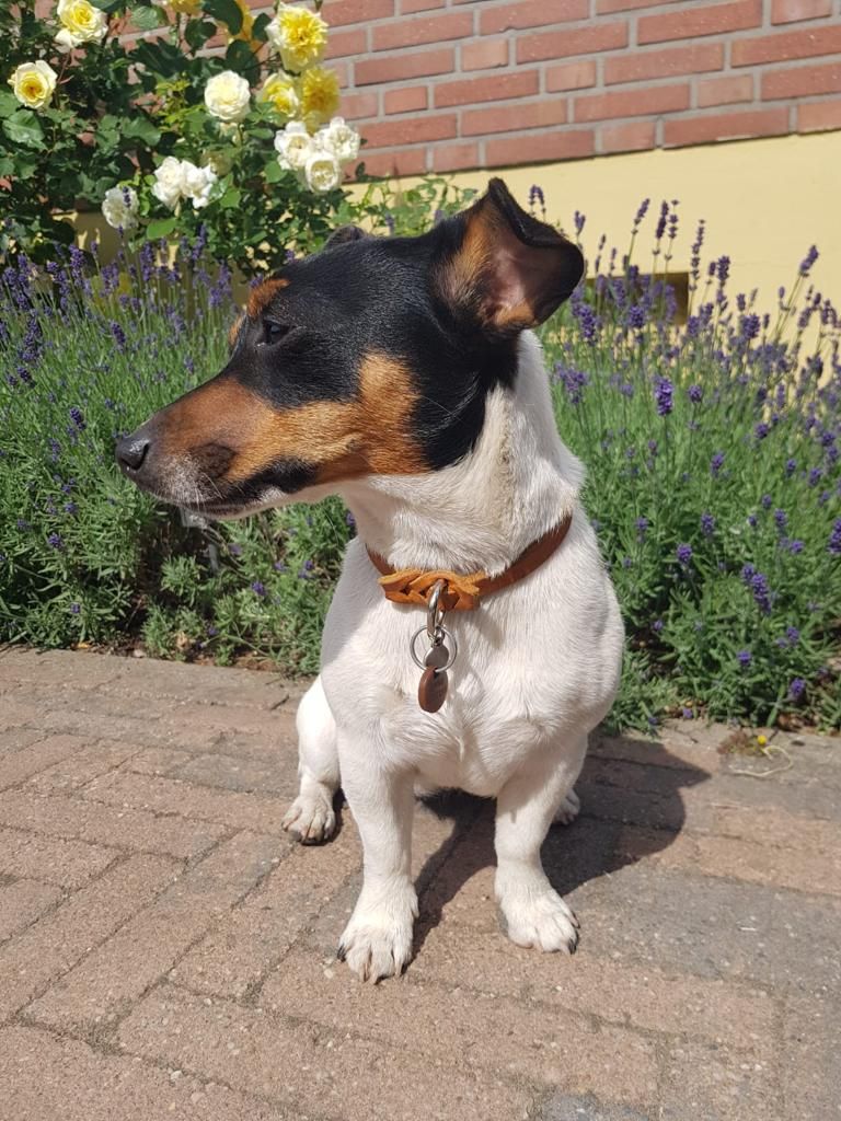 isartau Markenband aus Leder, getragen von einem Jack Russell