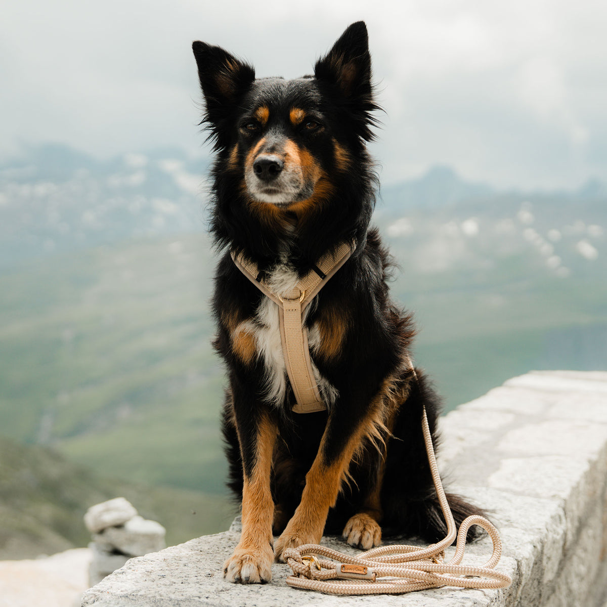 isartau Hundegeschirr Softie Beige – Stimmungsbild mit Hund
