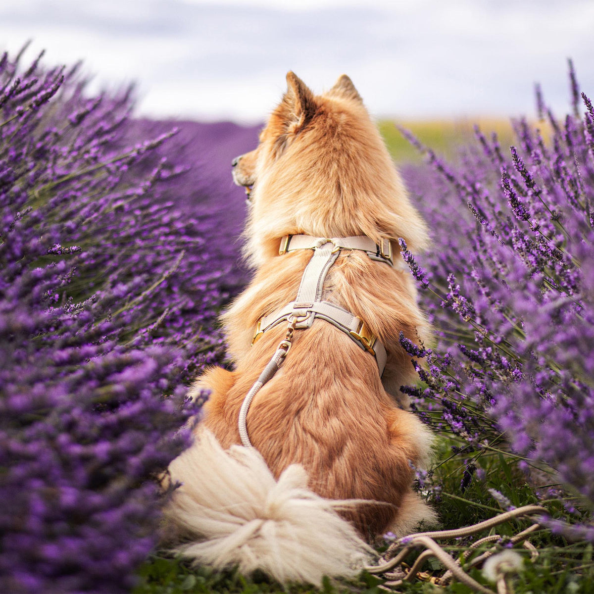 isartau Hundegeschirr Softie Beige – Stimmungsbild mit Hund