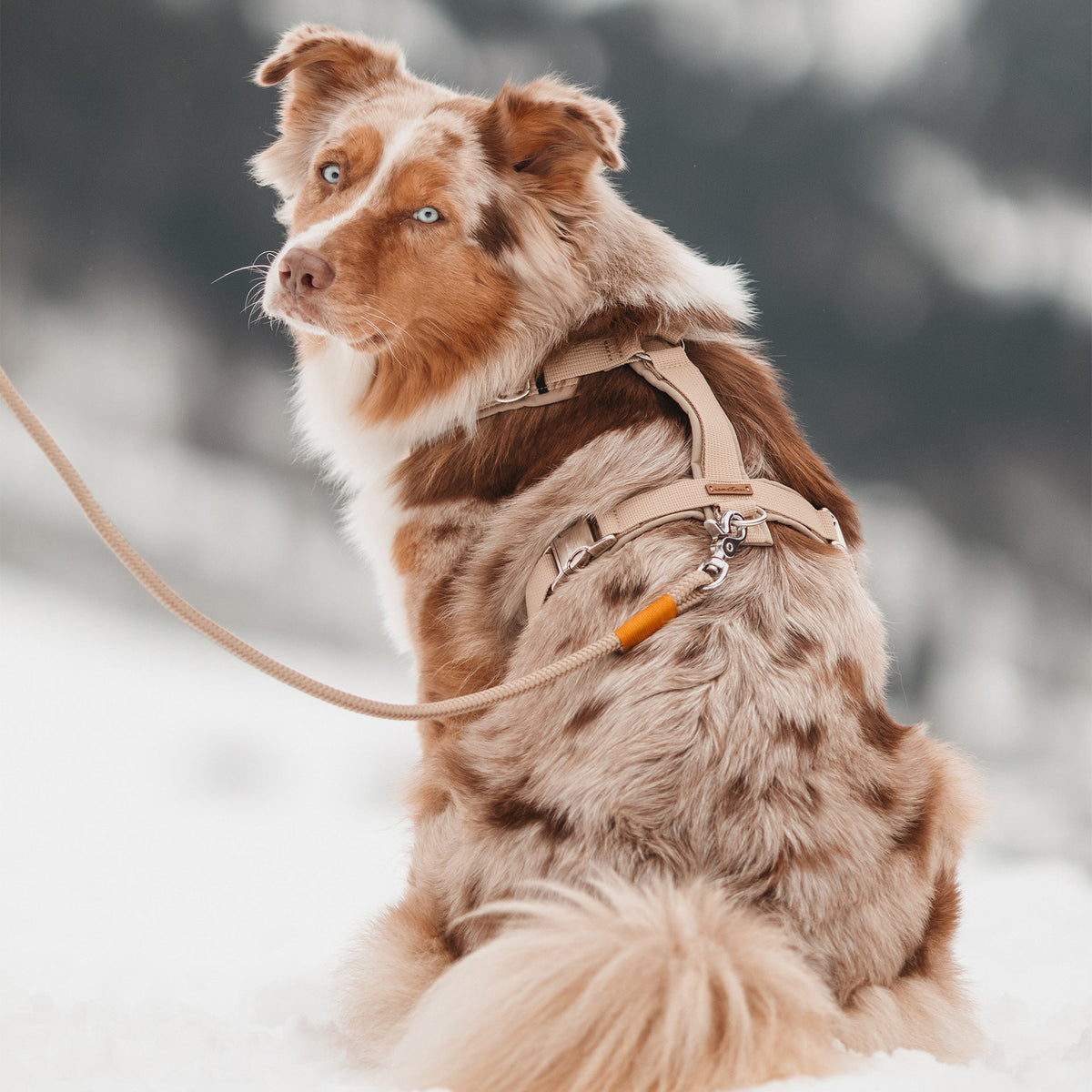 isartau Hundegeschirr Softie Beige – Stimmungsbild mit Hund